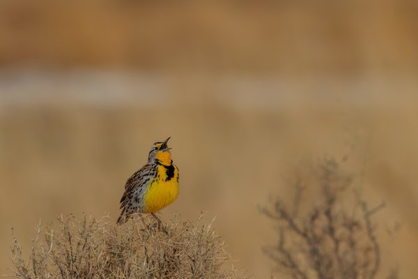 Western Meadowlark