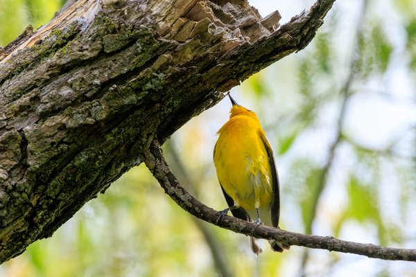 Prothonotary Warbler