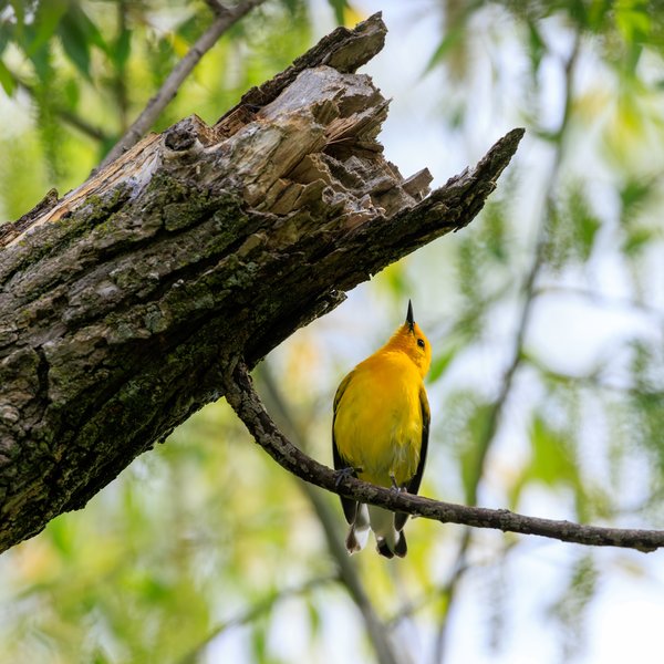 Prothonotary Warbler