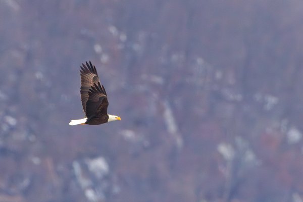 Bald Eagle
