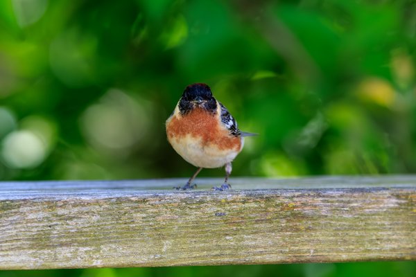 Bay-breasted Warbler