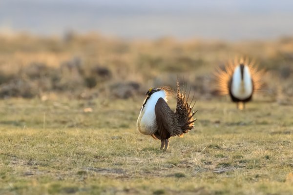 Greater Sage-Grouse