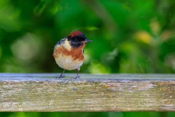 Bay-breasted Warbler