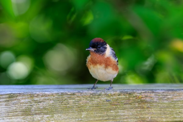 Bay-breasted Warbler