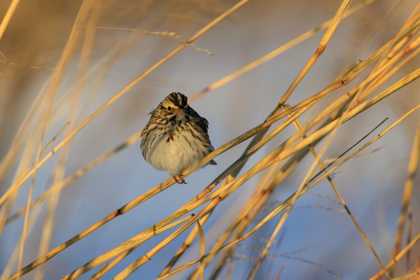 Savannah Sparrow