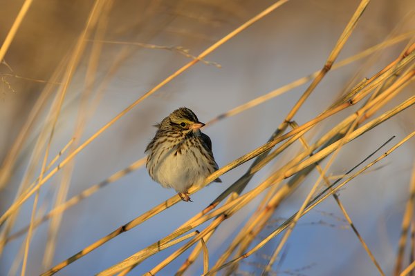 Savannah Sparrow