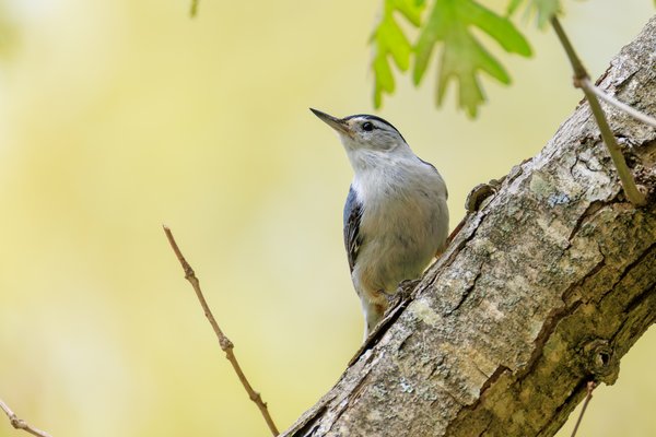 White-breasted Nuthatch