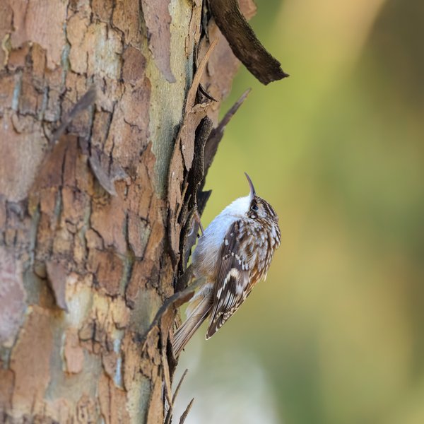 Brown Creeper