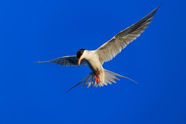 Forster's Tern