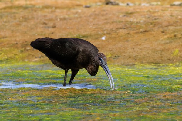 Glossy Ibis