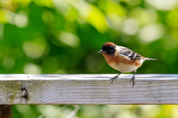 Bay-breasted Warbler
