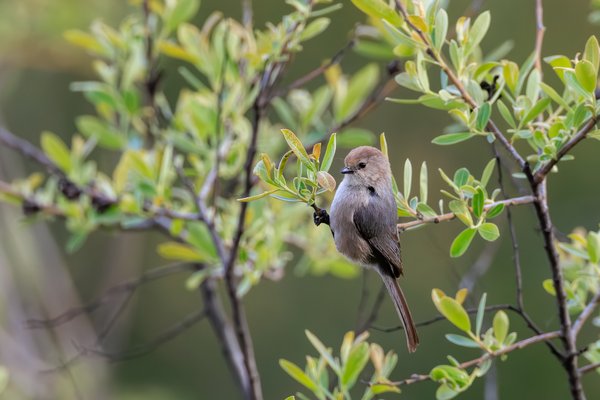Bushtit