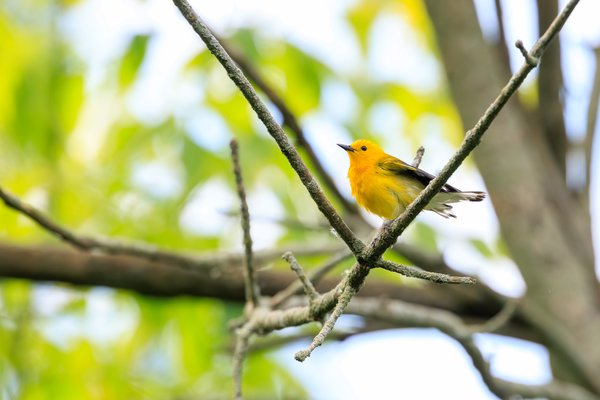 Prothonotary Warbler
