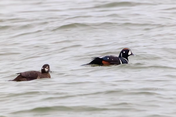 Harlequin Duck