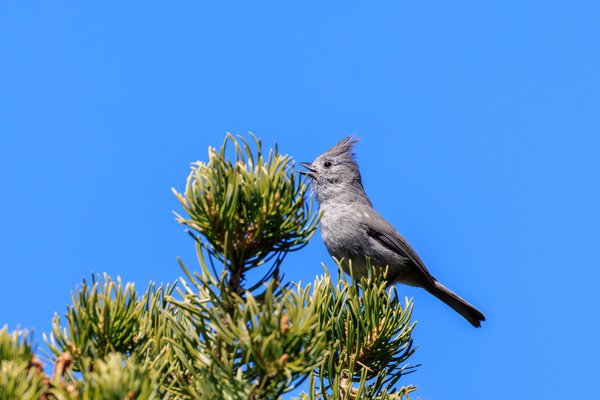 Juniper Titmouse