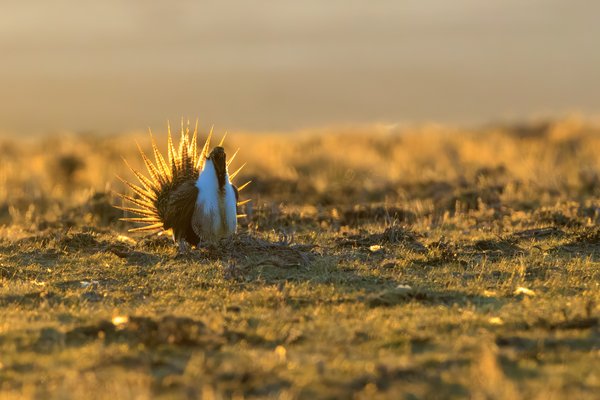 Greater Sage-Grouse