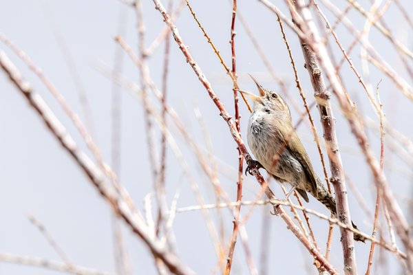 Bewick's Wren