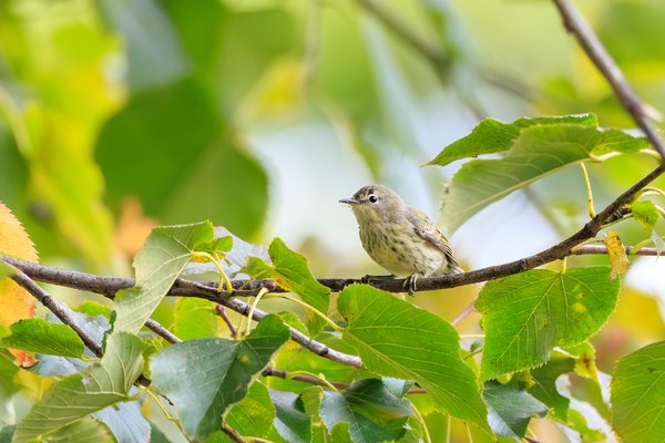 Yellow-rumped Warbler