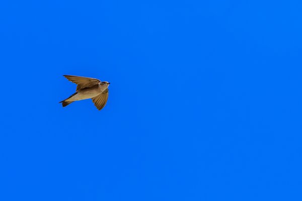 Northern Rough-winged Swallow