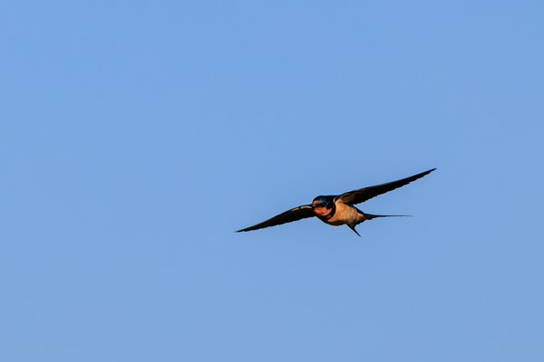 Barn Swallow