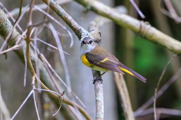 American Redstart