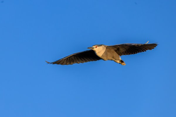 Black-crowned Night-Heron