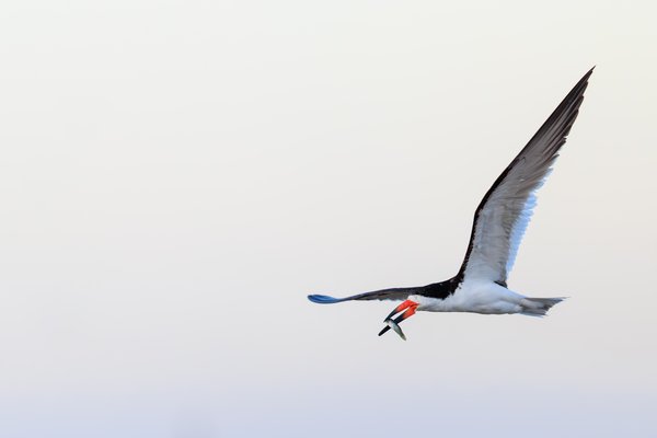 Black Skimmer