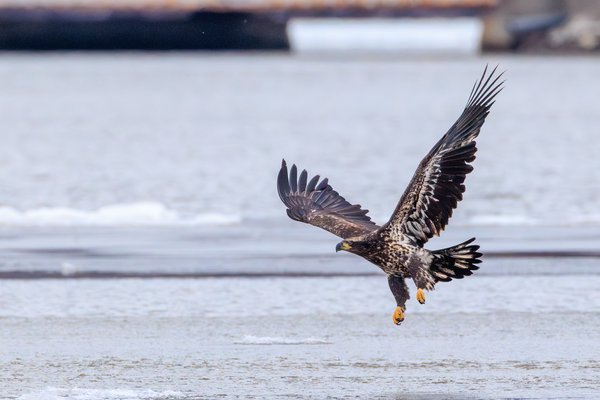 Bald Eagle