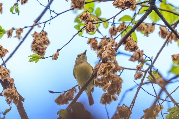 White-eyed Vireo