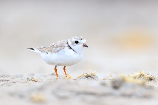 Piping Plover