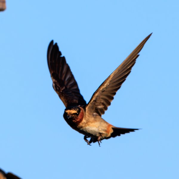 Barn Swallow