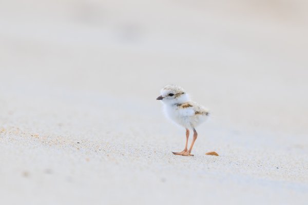 Piping Plover