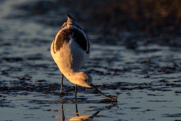 American Avocet
