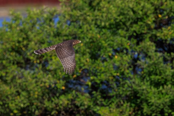 Cooper's Hawk