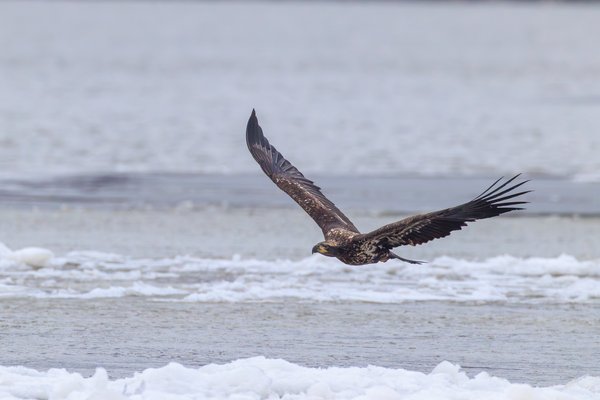 Bald Eagle