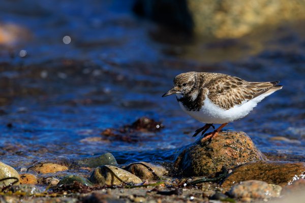 Ruddy Turnstone