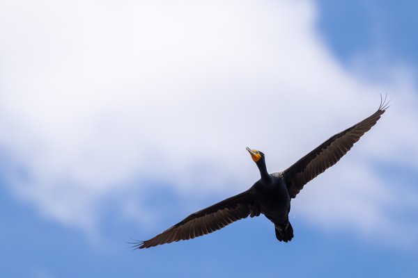 Double-crested Cormorant