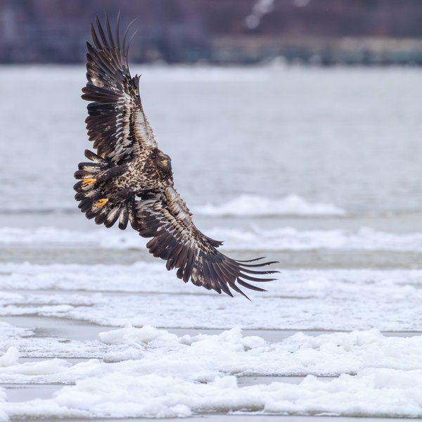 Bald Eagle