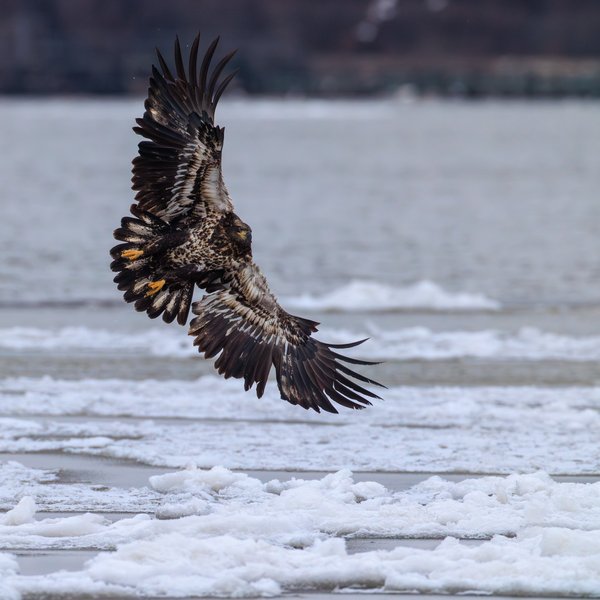 Bald Eagle