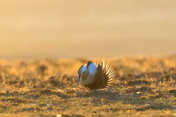 Greater Sage-Grouse