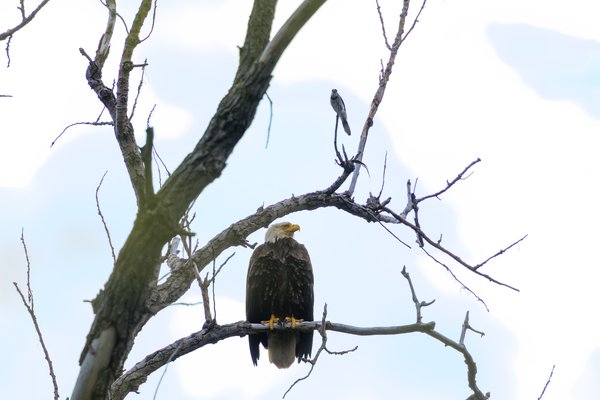 Bald Eagle