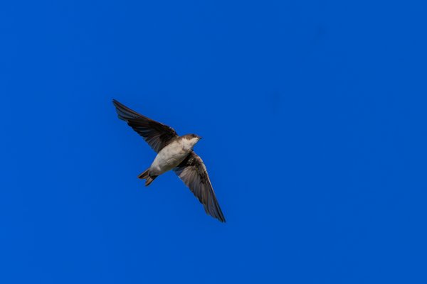 Tree Swallow