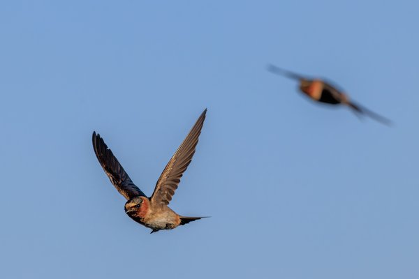 Cliff Swallow