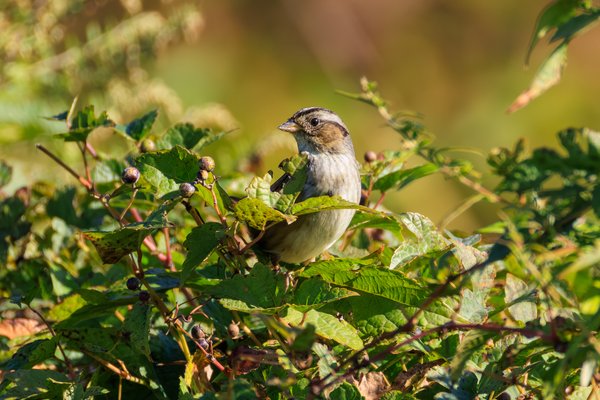 Swamp Sparrow
