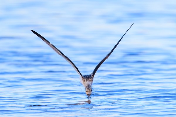 Black Skimmer
