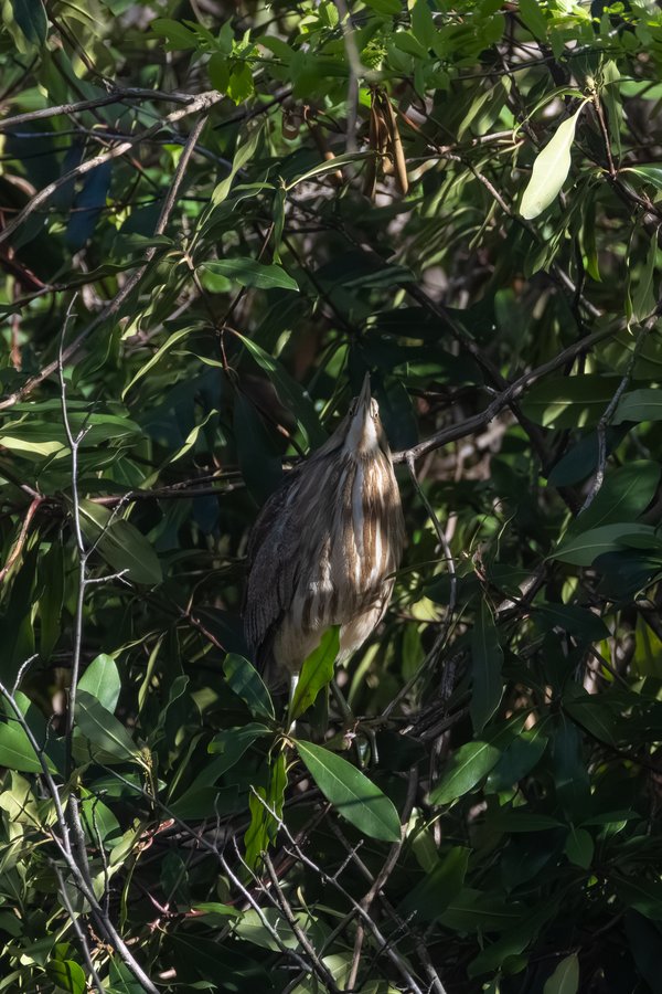 American Bittern