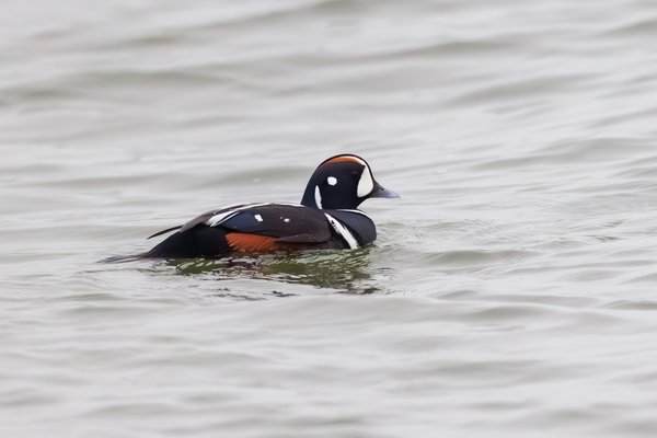 Harlequin Duck