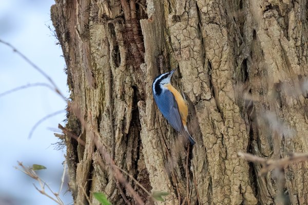 Red-breasted Nuthatch