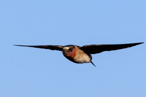 Cliff Swallow