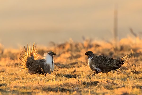 Greater Sage-Grouse